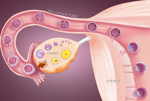 Maximising a Woman's Fertile Period - s Watch Magazine