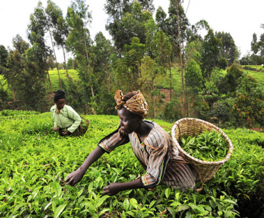 Tanzanian Ministry Declares Grant for Youth, Women in Agriculture