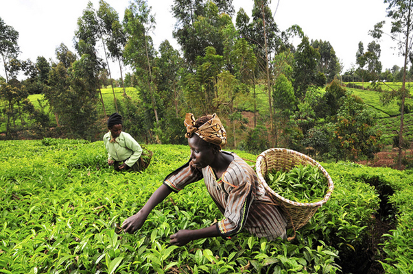 Tanzanian Ministry Declares Grant for Youth, Women in Agriculture